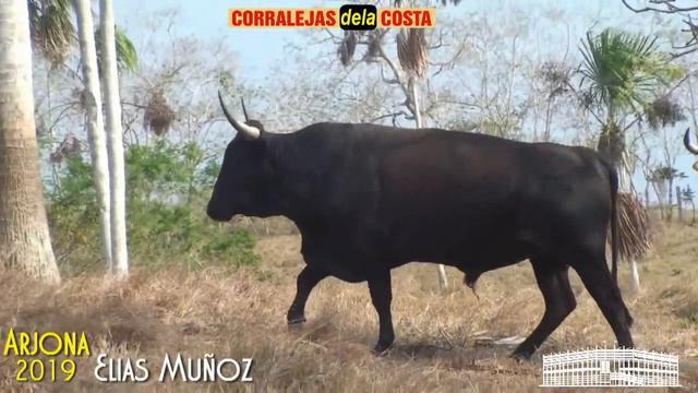 ARJONA 2019 Visita a la Ganadería El Diamante de Elias Muñoz смотреть онлайн