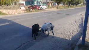 Козы дерутся