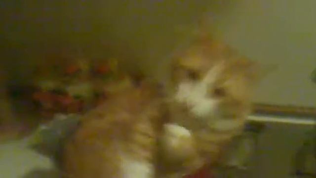 Суп с котом 0_0