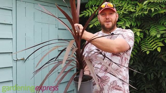Plant Profile - Cordyline Australis 'Red Star'
