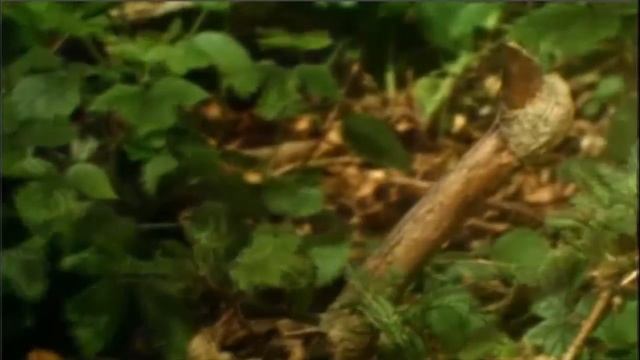 ?Мир растений и его секреты Часть 1 Движения растений смотреть онлайн