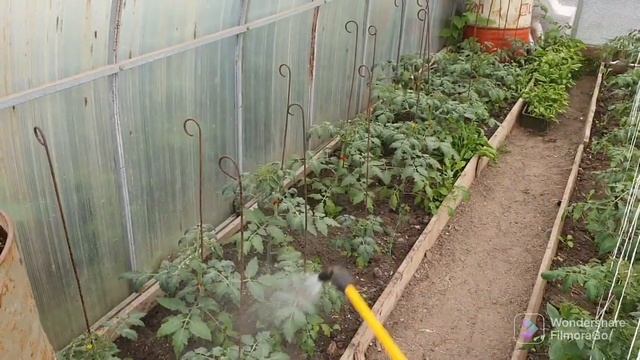 95.Влагозарядный полив винограда. Кабачок. Перец. Томаты. Все высадил..mp4 смотреть онлайн