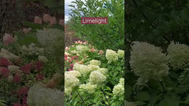 #hydrangea #гортензия #садгортензий #limelight #hydrangeas #hortensia #метельчатаягортензия #сад смотреть онлайн