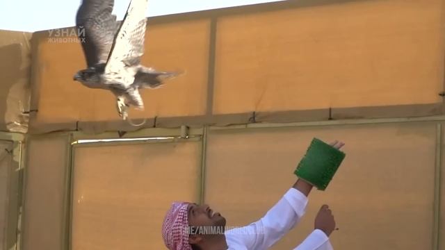 Белый Кречет – Самый Сильный и Красивый Сокол! смотреть онлайн