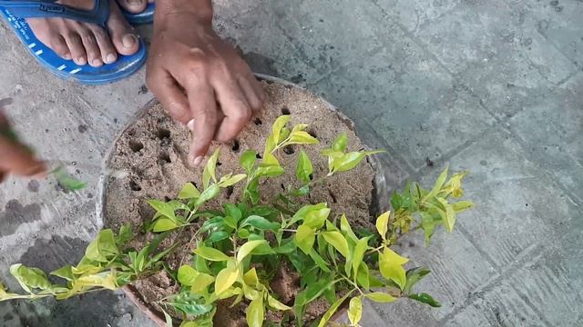 Propagation of Golden Duranta смотреть онлайн
