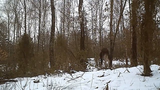 Фотоловушка в лесу. Лоси в дикой природе. Лоси у солонца. смотреть онлайн