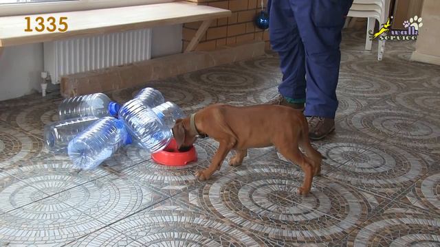 Тест щенка риджбек 1335 смотреть онлайн