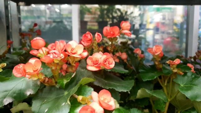?Бауцентр?Уценка Комнатных Цветов?? смотреть онлайн