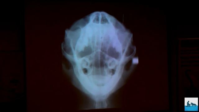 Рентгенография и компьютерная томография (КТ) головы