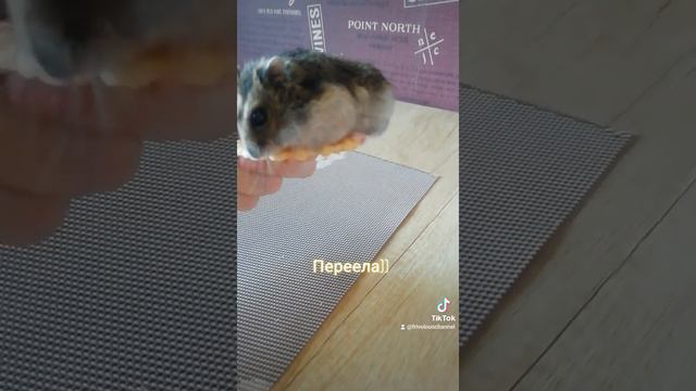 Хомяк съел огромную печеньку) смотреть онлайн