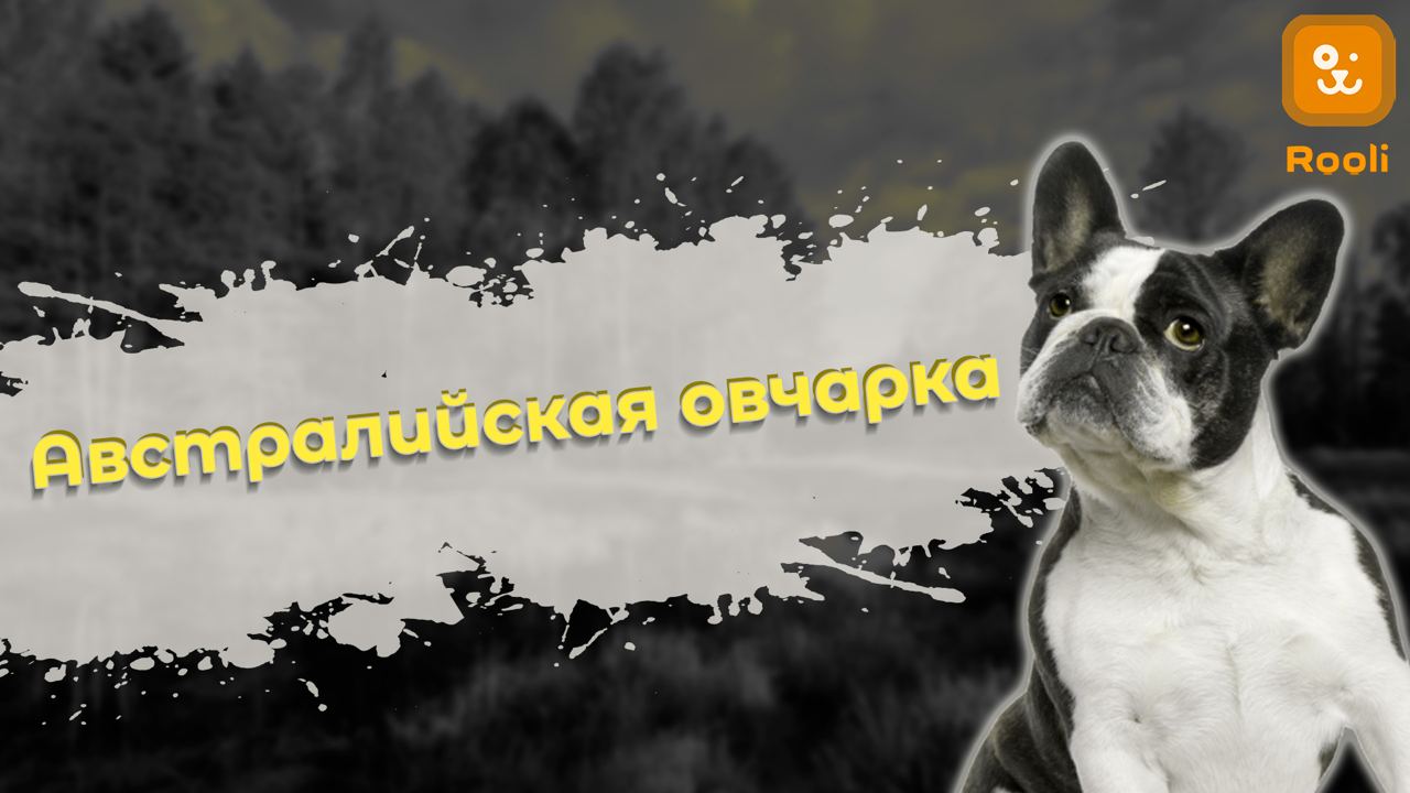 Австралийская овчарка: характер, уход, особенности породы смотреть онлайн