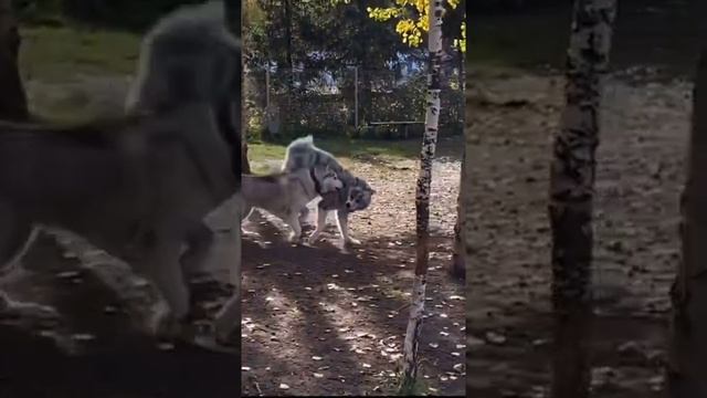 собачьи забавы смотреть онлайн