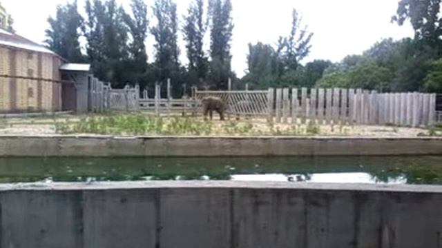 Ростовский зоопарк 3 смотреть онлайн