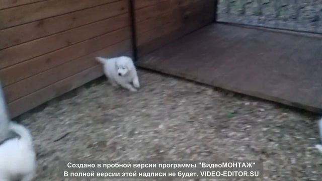 Щенки МАРЕММО-АБРУЦКОЙ ОВЧАРКИ смотреть онлайн