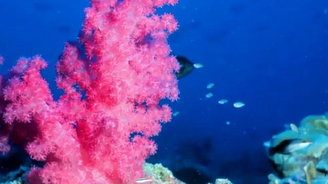 КОРАЛЛЫ|ЧТО ТАКОЕ КОРАЛЛЫ?|ФАКТЫ О КОРАЛЛАХ