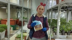 Как правильно использовать Кормилицу микоризу. Все секреты в одном видео