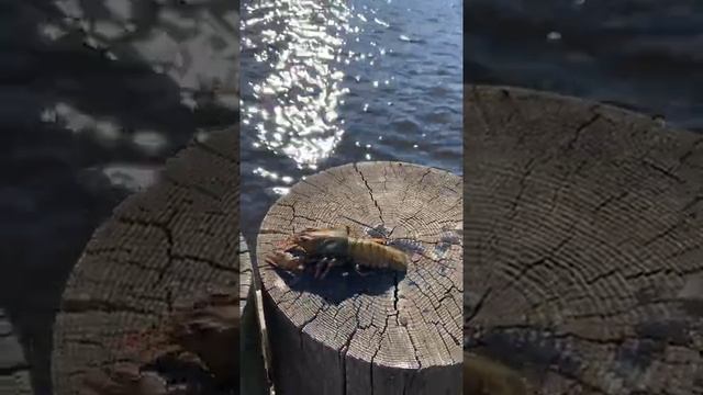 Раки в Санкт-Петербурге смотреть онлайн