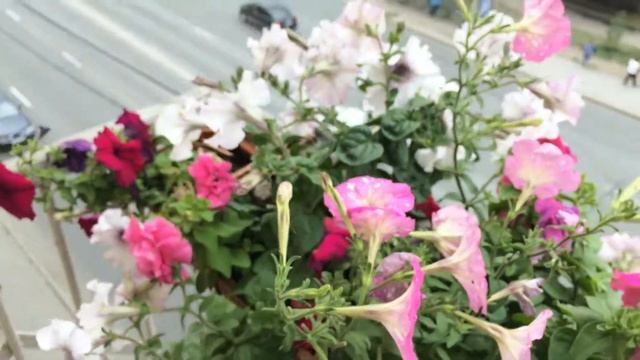 Петунии: Суперкаскад бургунди, Дот стар дип пинк, Дивный сон, превосходнейшая Альба