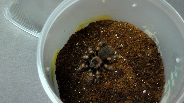 Двойное кормление Brachypelma smithi и побег смотреть онлайн