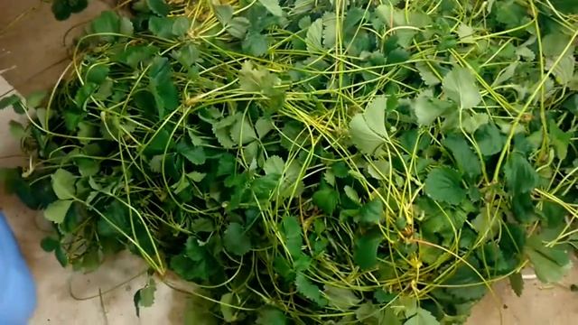 Конец вегетации клубники смотреть онлайн