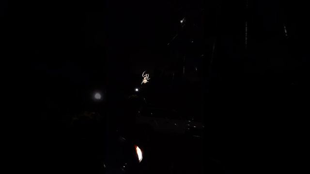 Spoid & it's web смотреть онлайн