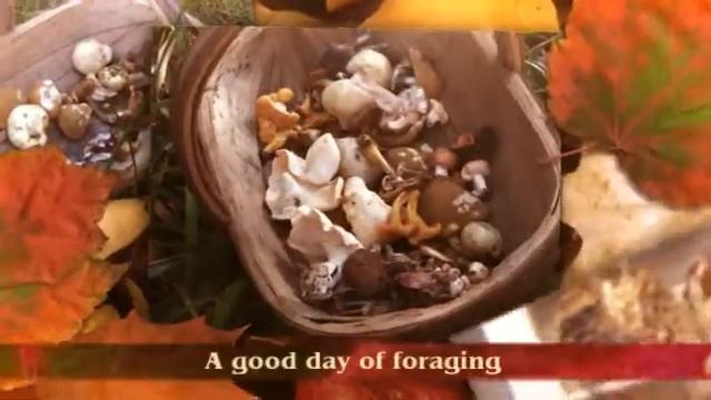 Mushroom & Fungi Foraging смотреть онлайн