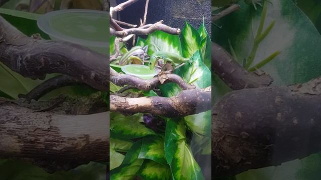 Green Keel Bellied Lizard Gastropholis prasina paludarium eating fruit jelly смотреть онлайн