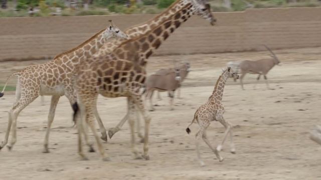 Giraffe Calf Keeping Up with Mom смотреть онлайн