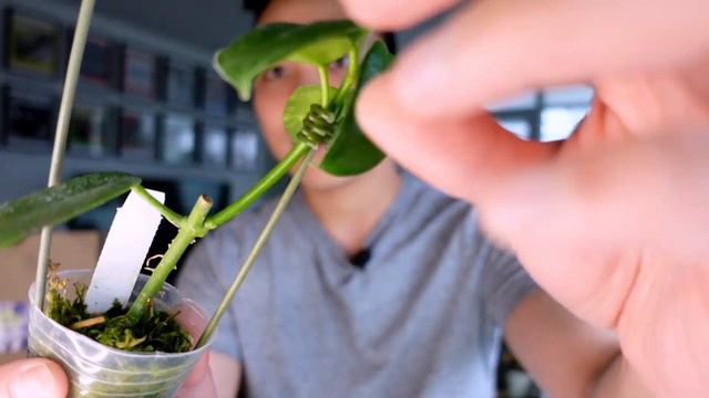 Hoya Haul - Newbie Buys Random Hoyas from Crystal Star Nursery (Houseplants A-Z) смотреть онлайн