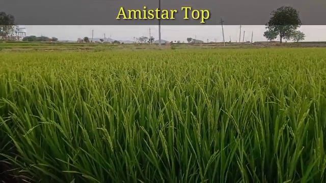 Amistar Top syngenta fungicide telugu || Agri mentor смотреть онлайн