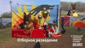 Баларис презентация