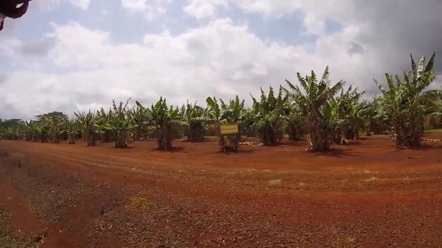 КАК РАСТЕТ АНАНАС | Dole Plantation