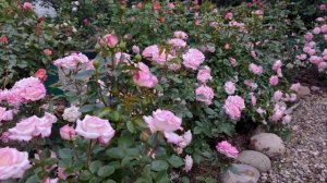 Забытый, но любимый  сорт розы Ламинуэт - Laminuette__.mp4