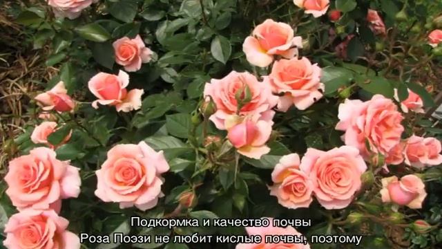 Роза Поэзия (Poesie) — особенности кустовой культуры смотреть онлайн