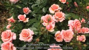 Роза Поэзия (Poesie) — особенности кустовой культуры