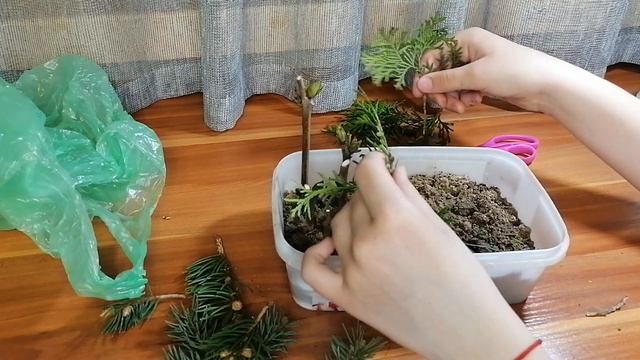 Как зачеренковать тую, катальпу и голубую ель 🌿 смотреть онлайн