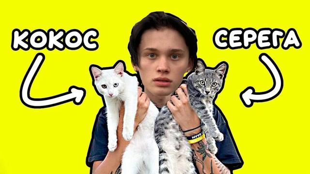 Holy Baam - Песня про котят (Серега и Кокос) Даня Милохин смотреть онлайн