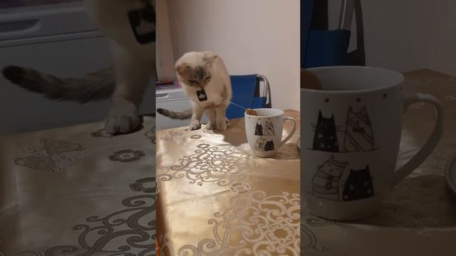Шотландская кошка готовит чай смотреть онлайн