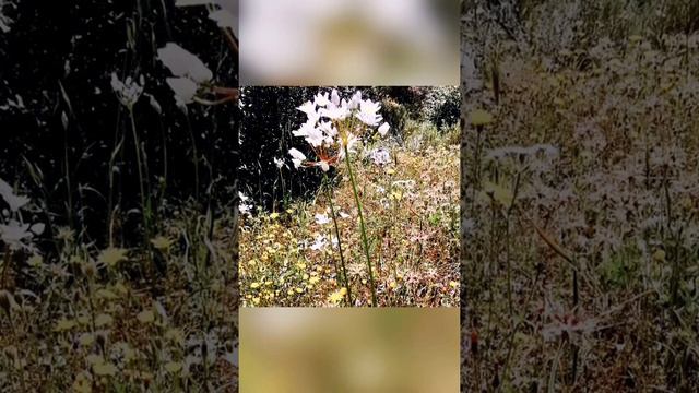 Allium Subhirsutum ή Άλλιο το υπόδασυ (Άγριο σκόρδο, τριχωτό σκόρδο)