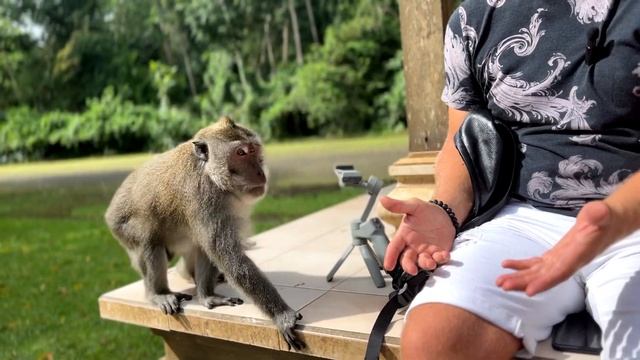 Бали. Лес обезьян недалеко от Убуда. смотреть онлайн