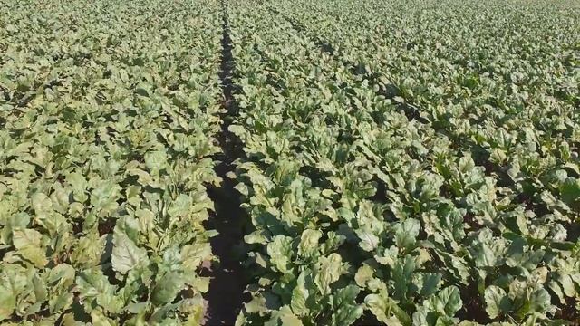 Гербіциди на буряку столовому. Буряк Кестрел Херсонська область 2020 рік. смотреть онлайн