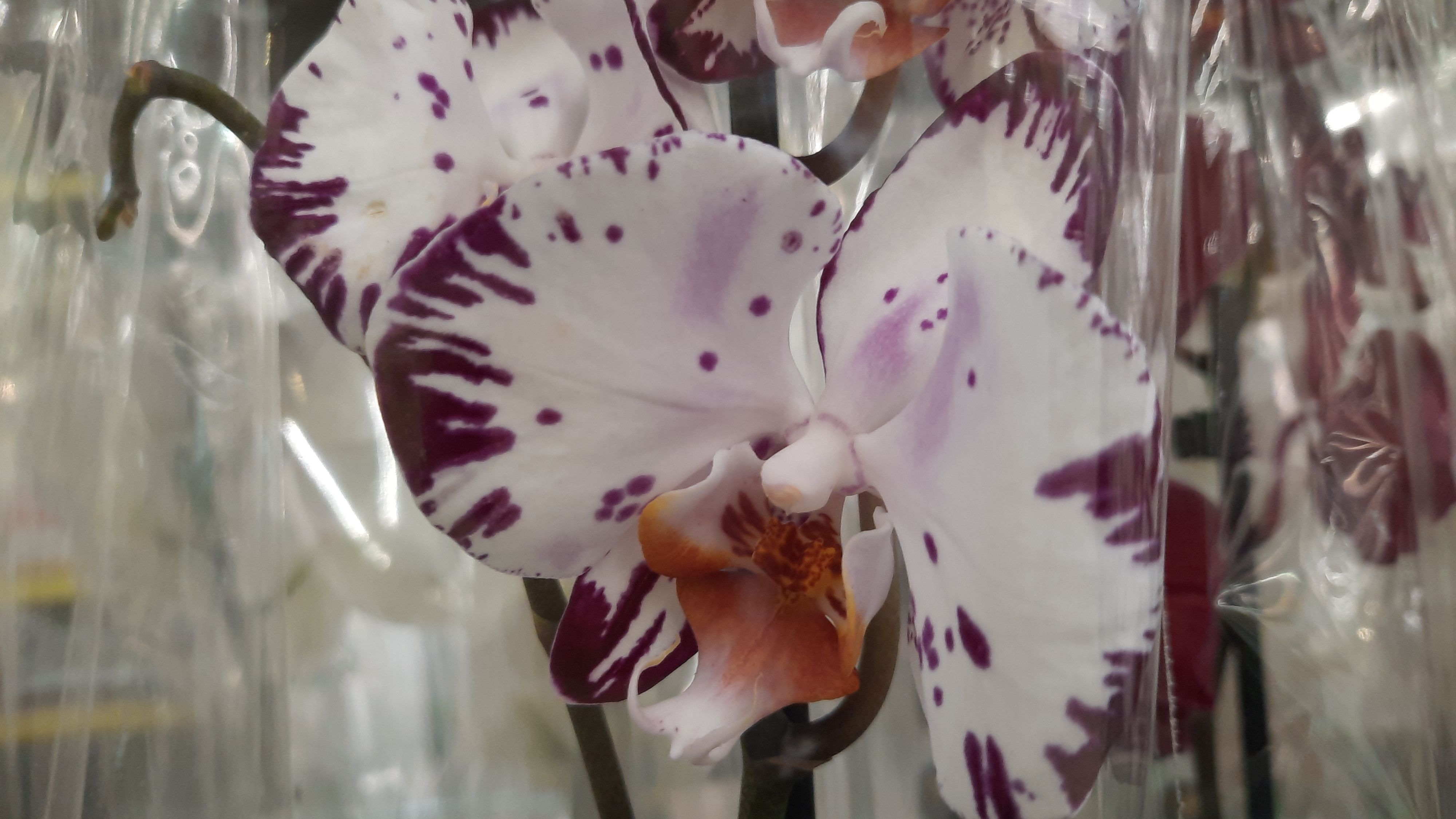 ОРХИДЕИ В ЛЕРУА ПО УЛ.НОВОРОССИЙСКОЙ//13.01.24// смотреть онлайн