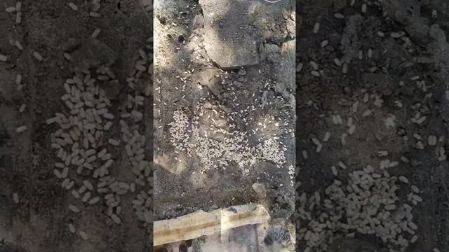 Как муравьи спасают свои коконы. Личинки муравьев смотреть онлайн