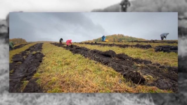 26 сентября высадили 8 000 кедров в долине горной реки Бащелак на Алтае смотреть онлайн