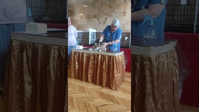 11-12 сентября 2021г, WCF г.Обнинск. Монопородное шоу MCO. Выбор Лучшего в породе (U'Aliot RoxyCoon смотреть онлайн