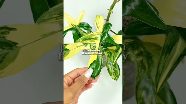The variegation is insane 🤩🪴 | philodendron florida beauty | #rarehouseplants #variegatedplants смотреть онлайн