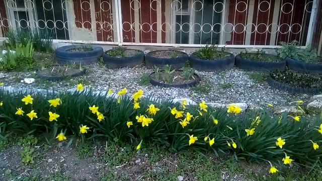 Нарциссы и ветер смотреть онлайн