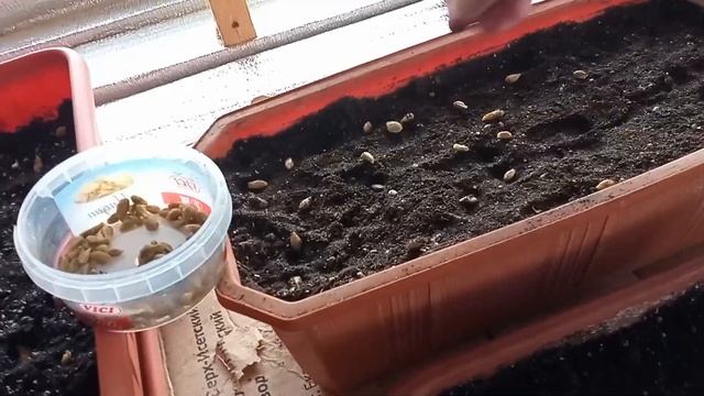 Посадка семян лимонов и помел. Будущие подвои/ Цитрусовый Рай МариАны смотреть онлайн