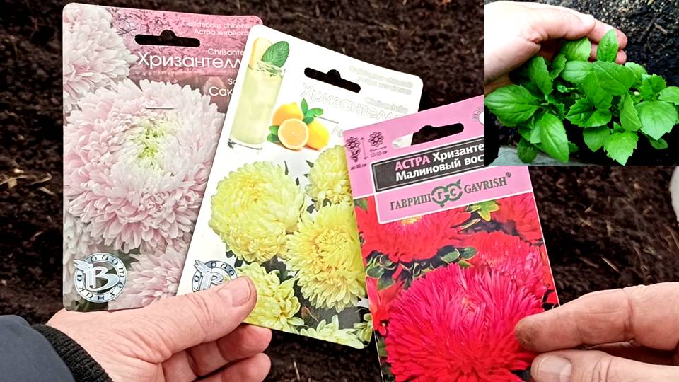 Самый легкий способ выращивания красивых астр! Как без заморочек посеять астры из семян? смотреть онлайн