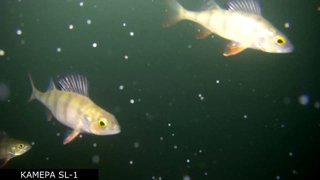 Подводное погружение на реке Ока ЧАСТЬ 2//КТО ОБИТАЕТ НА ДНЕ РЕКИ?// РЫБАЛКА НА РЕКЕ ОКА смотреть онлайн